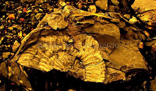 P1010240(1).jpg - LEAD Technologies Inc. V1.01